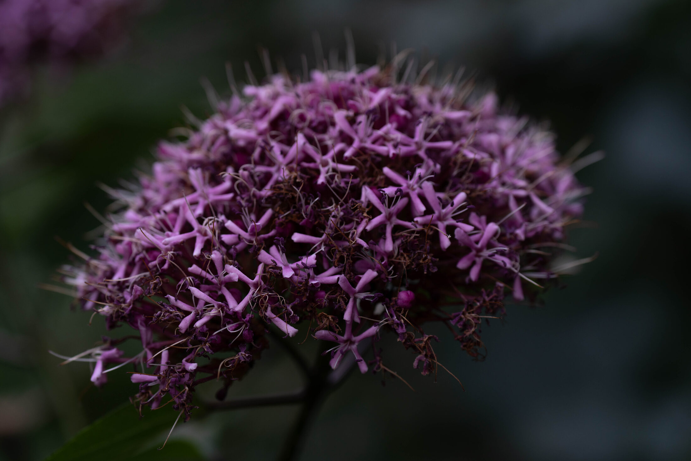 A dome of small violet star-shaped flowers glowing against near-dark foliage.