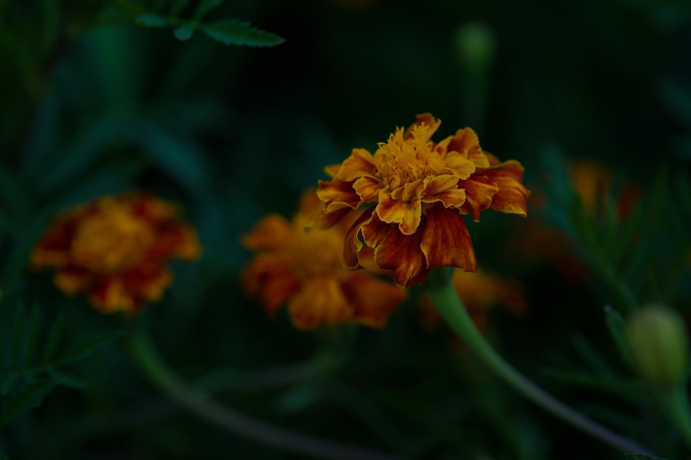 An orange marigold holding the last light, the garden behind it already dark.