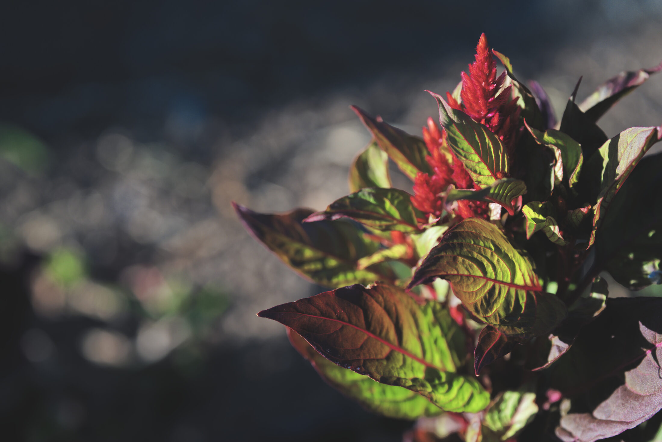 A red celosia plume rising from red-veined leaves, the ground falling into blue shadow.